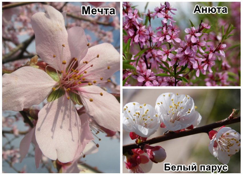 Види степового мигдалю