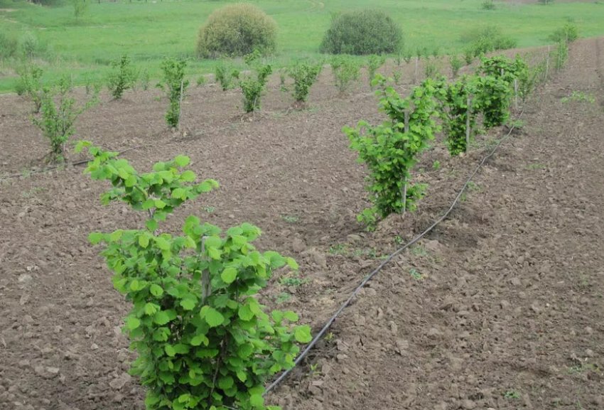 Посадка кущів