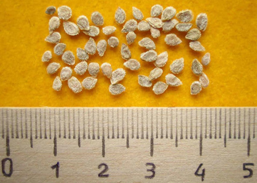 Насіння томатів