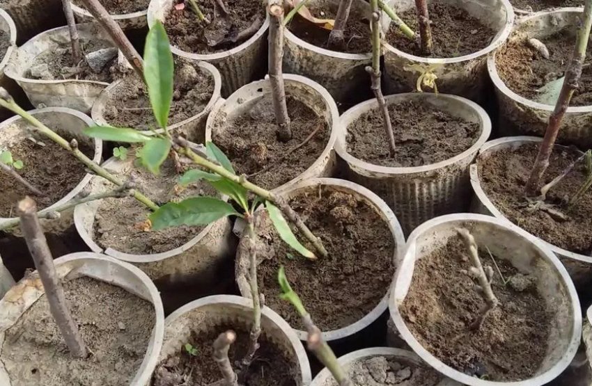 Живці мигдалю