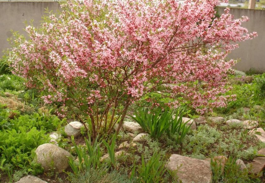 Кущ мигдалю