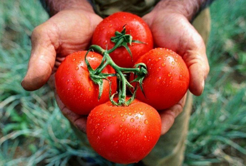 Збір урожаю