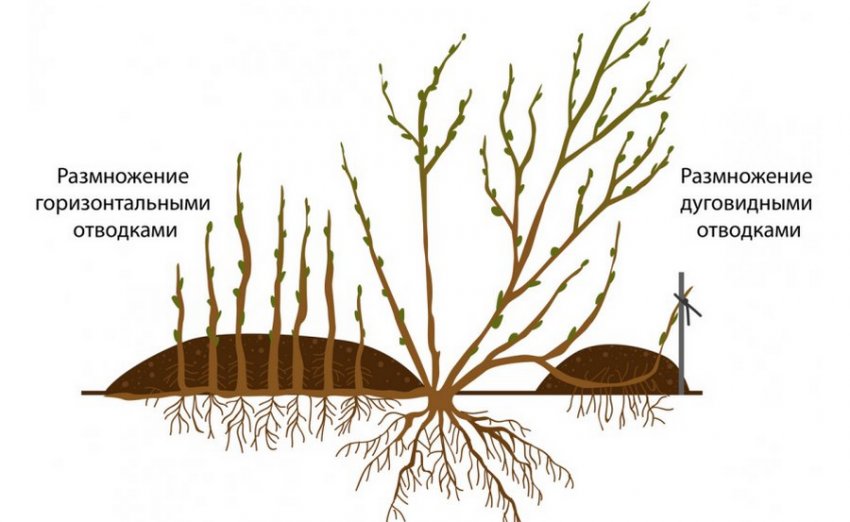 Розмноження відводками