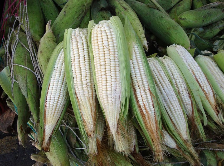 Українські розробники продемонстрували світу «похудательної» кукурудзу Українські розробники продемонстрували світу «похудательної» кукурудзу