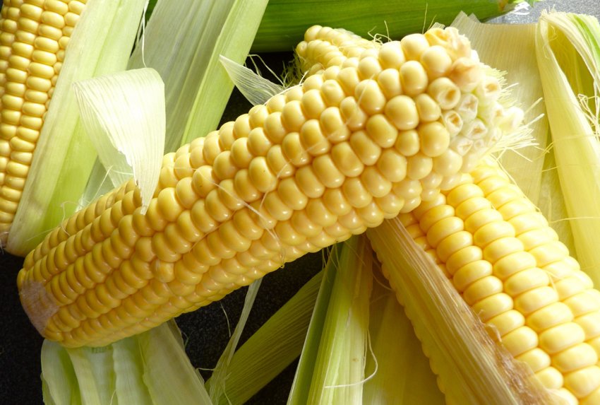 Українські розробники продемонстрували світу «похудательної» кукурудзу Українські розробники продемонстрували світу «похудательної» кукурудзу