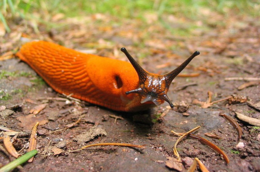 Руді слимаки тероризують прикарпатських аграріїв Руді слимаки тероризують прикарпатських аграріїв