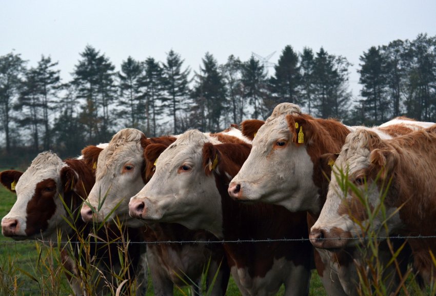 Липецькі тваринники готові до прийдешній виставці