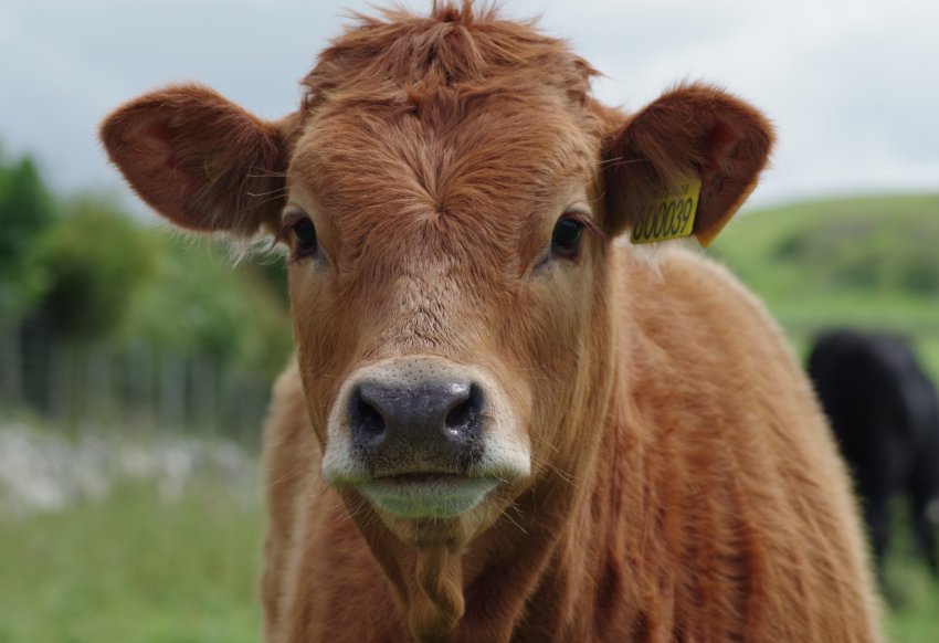 Липецькі тваринники готові до прийдешній виставці