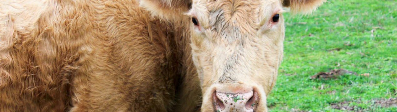 Липецькі тваринники готові до прийдешній виставці