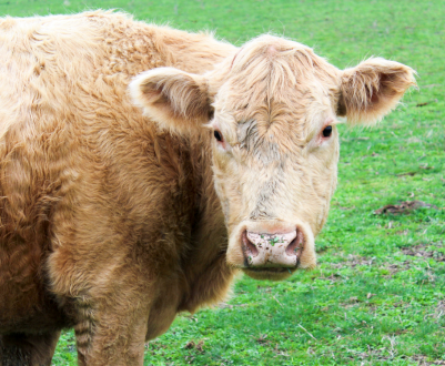 Липецькі тваринники готові до прийдешній виставці