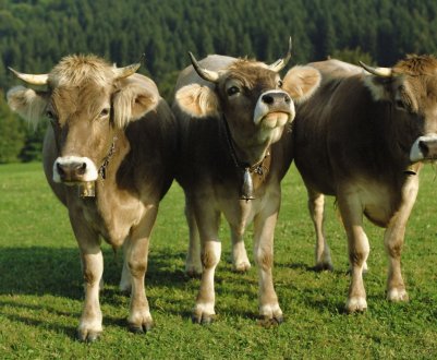 Білоруські сільгосппідприємці нарощують темпи виробництва