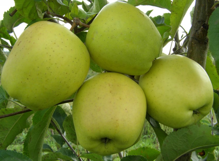 Улюблене яблуко світових садівників — Голден Делішес Улюблене яблуко світових садівників — Голден Делішес