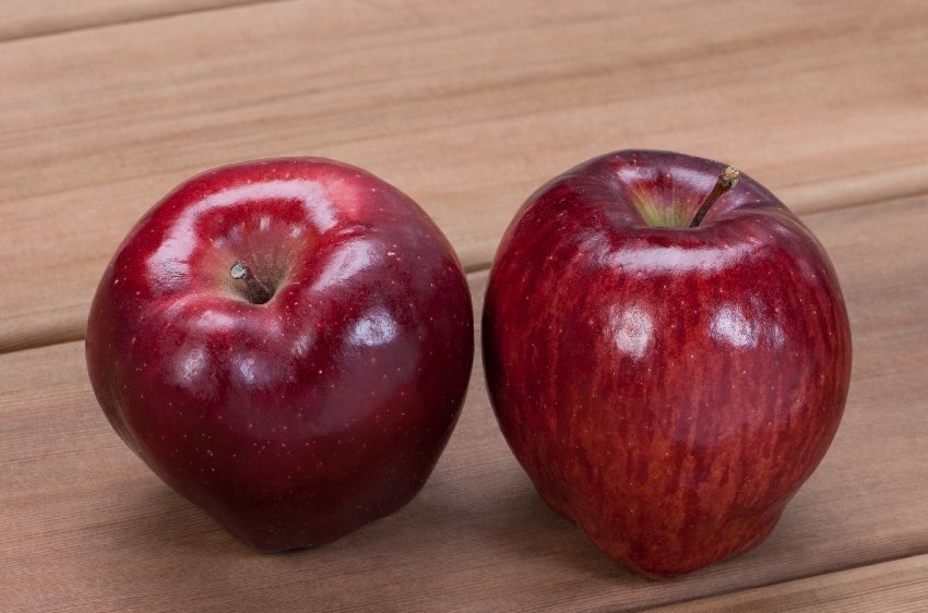 Улюблене яблуко світових садівників — Голден Делішес Улюблене яблуко світових садівників — Голден Делішес