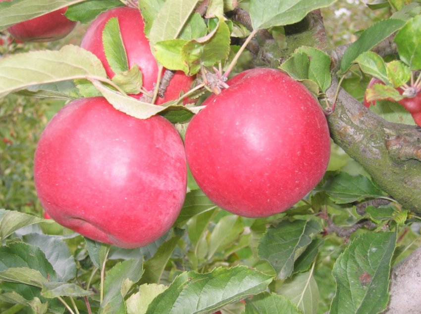 Улюблене яблуко світових садівників — Голден Делішес Улюблене яблуко світових садівників — Голден Делішес