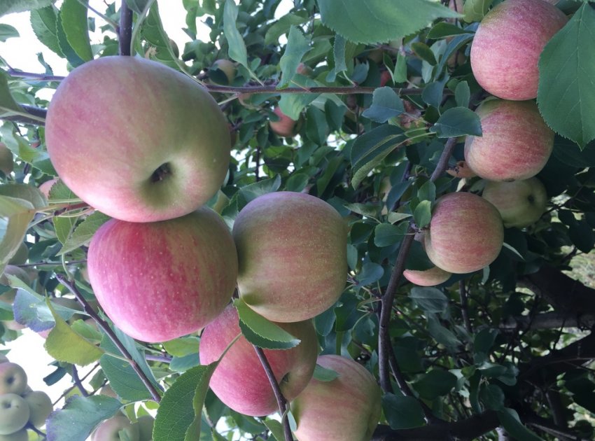 Улюблене яблуко світових садівників — Голден Делішес Улюблене яблуко світових садівників — Голден Делішес