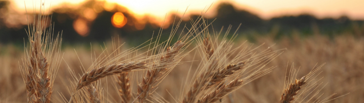 На канадських полях страждає ярова пшениця і процвітає озима