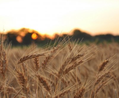 На канадських полях страждає ярова пшениця і процвітає озима