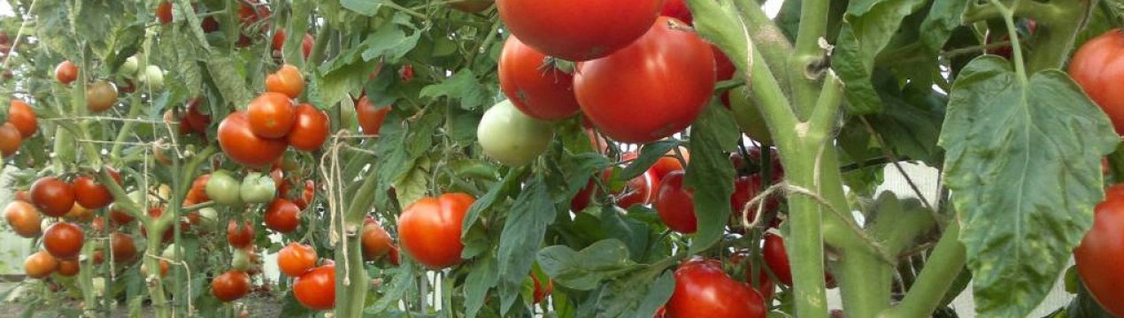 Помідори «Президент»: опис сорти, агротехніка вирощування