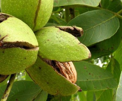 Особливості дозрівання волоського горіха