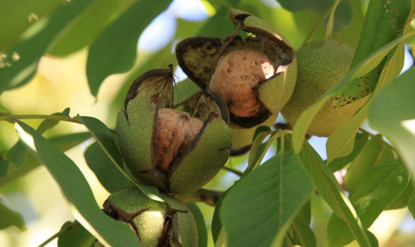 Волоський горіх Волоський горіх