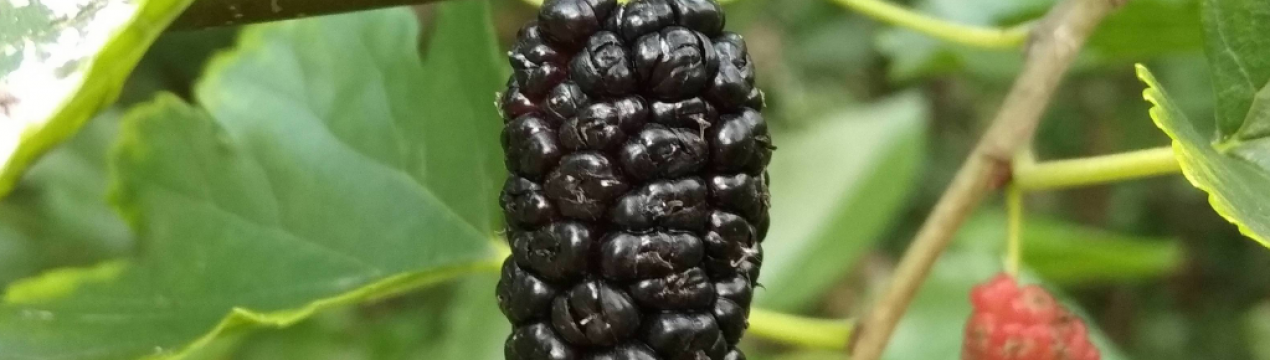 Опис шовковиці Чорна баронеса, особливості вирощування та догляду