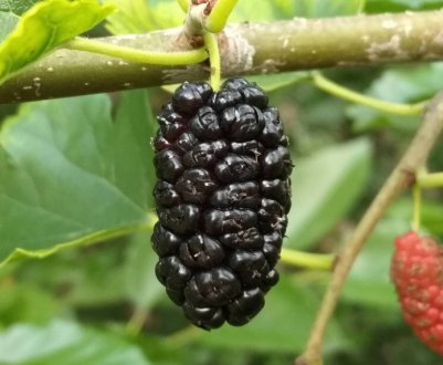 Опис шовковиці Чорна баронеса, особливості вирощування та догляду