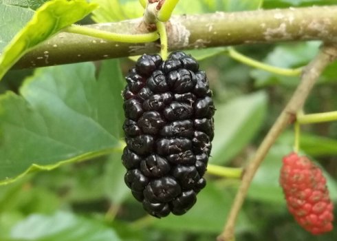 Опис шовковиці Чорна баронеса, особливості вирощування та догляду