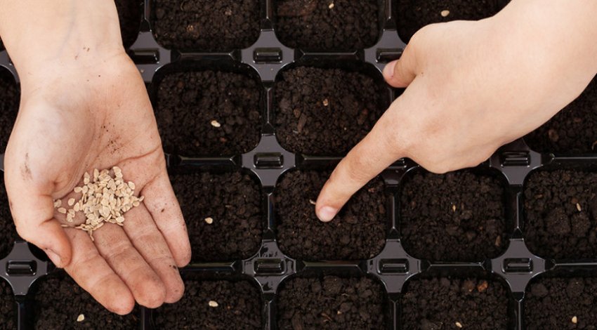 Посів томатів Посів томатів