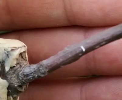 Як прищепити шовковицю (тутовник) влітку або навесні