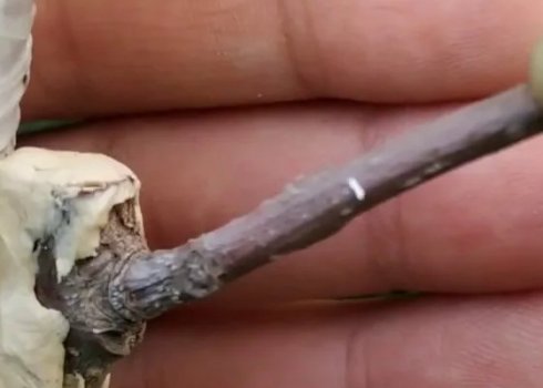 Як прищепити шовковицю (тутовник) влітку або навесні