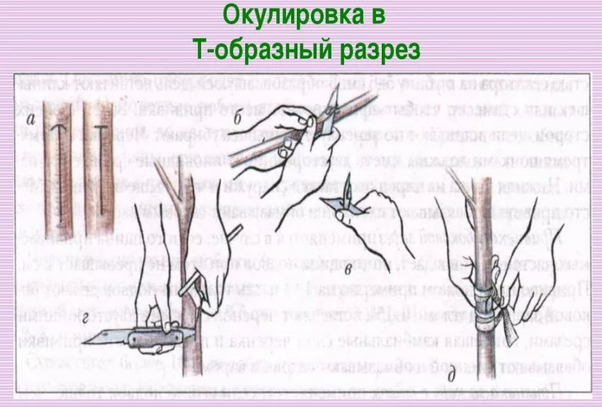 На что можно прививать шелковицу. Смотреть фото На что можно прививать шелковицу. Смотреть картинку На что можно прививать шелковицу. Картинка про На что можно прививать шелковицу. Фото На что можно прививать шелковицу