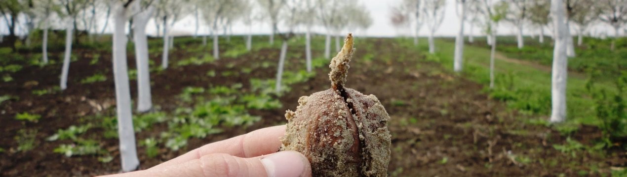 Вирощування волоського горіха в середній смузі Росії