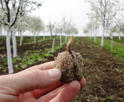 Вирощування волоського горіха в середній смузі Росії