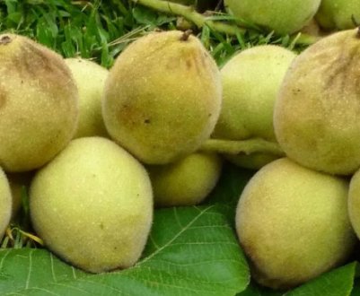 Особливості вирощування маньчжурського горіха на Уралі