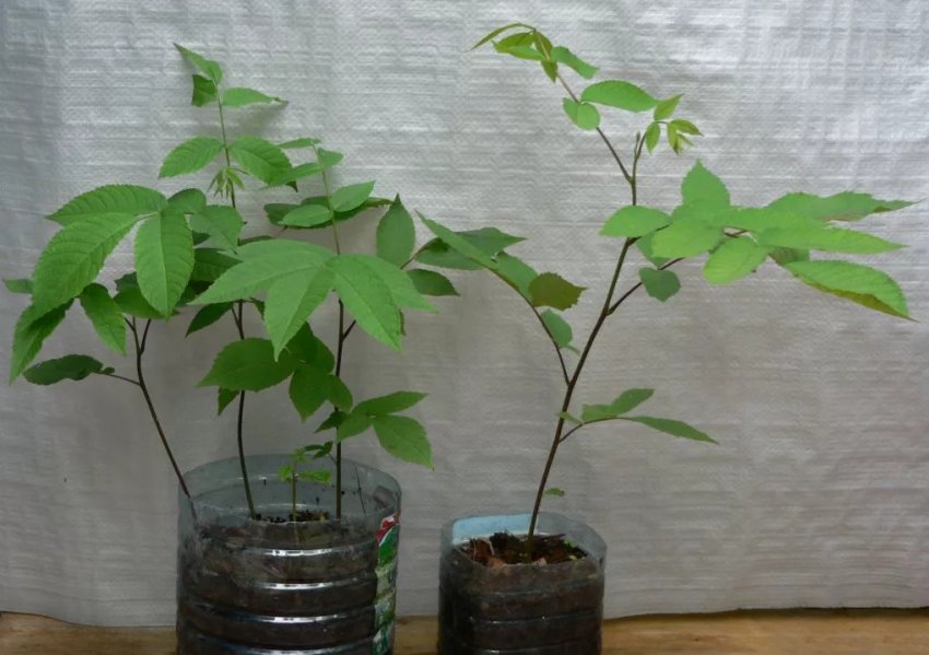 Сажанці маньчжурського горіха Сажанці маньчжурського горіха