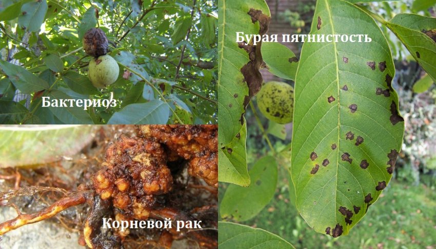 Хвороби горіха