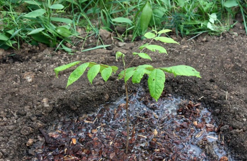 Полив горіха Полив горіха