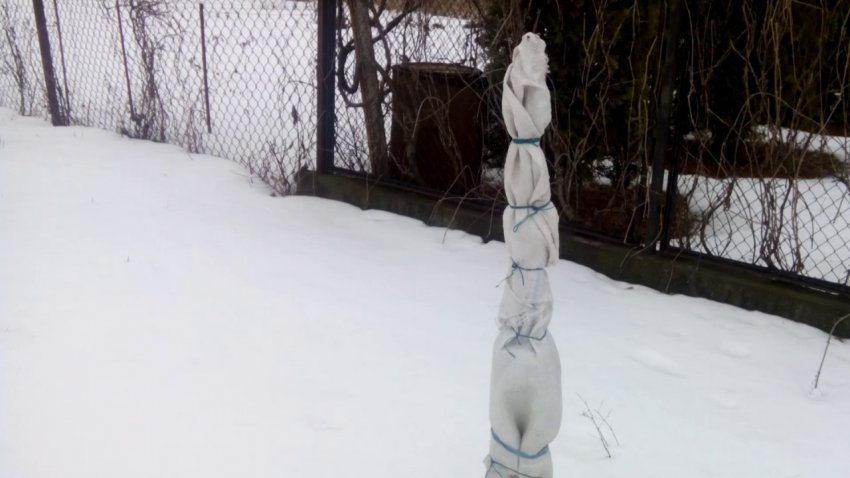 Укриття горіха