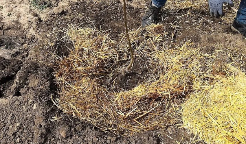 Мульчування горіха Мульчування горіха