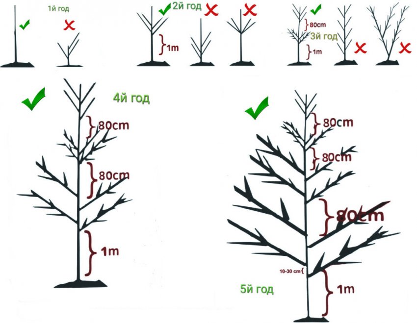 Обрізка горіха Обрізка горіха