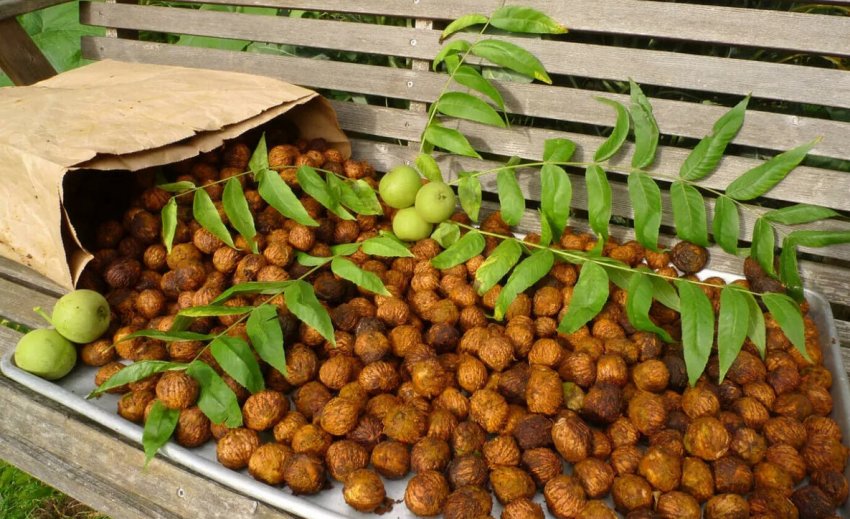 Збір врожаю горіха Збір врожаю горіха