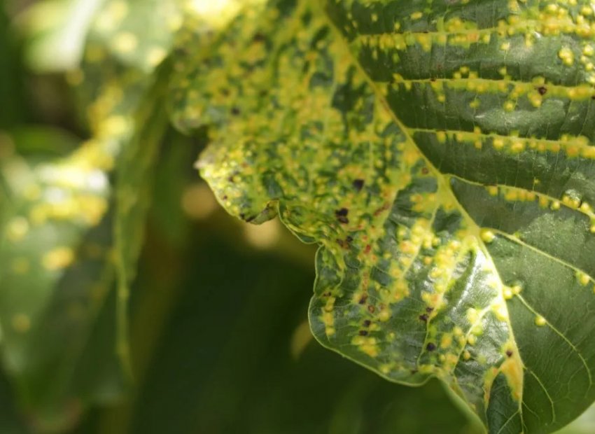 Галловый кліщ на маньчжурському горісі Галловый кліщ на маньчжурському горісі