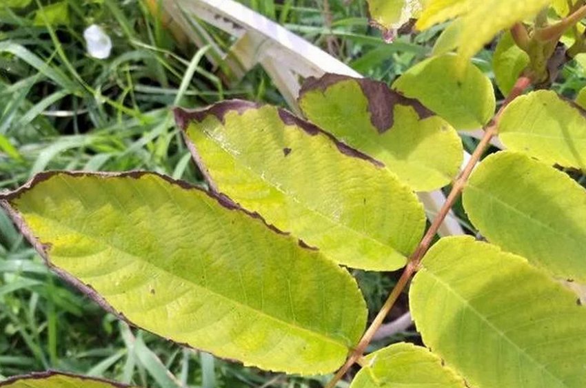 Грибкові хвороби маньчжурського горіха Грибкові хвороби маньчжурського горіха