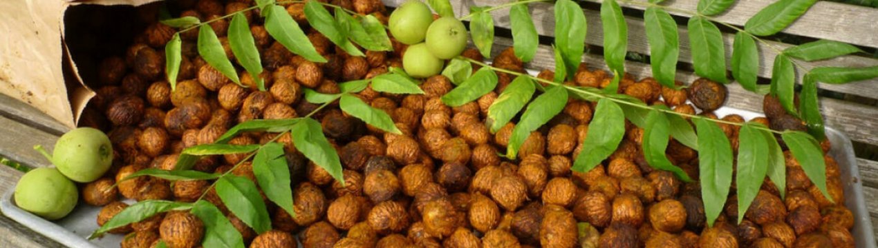 Выбор сорта и выращивание маньчжурского ореха в Подмосковье