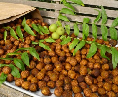 Вибір сорту і вирощування маньчжурського горіха в Підмосков'ї