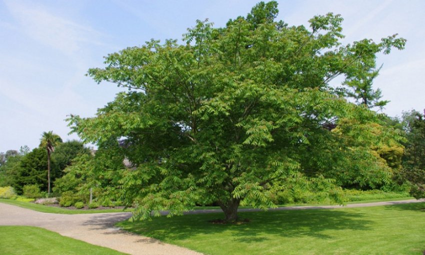Дерево маньчжурского ореха