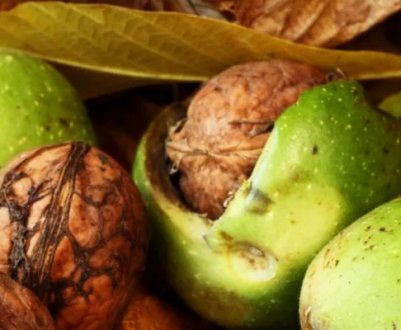 Вибір сорту і вирощування волоського горіха в Підмосков'ї