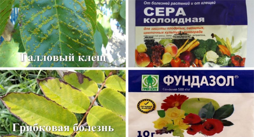 Болезни и вредители растения и методы борьбы с ними Болезни и вредители растения и методы борьбы с ними