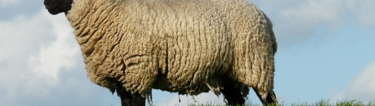 Закарпатські вівчарі приваблюють туристів вівцями