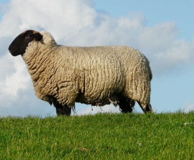 Закарпатські вівчарі приваблюють туристів вівцями